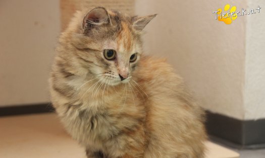 Katze Rosi (Foto by Tiereck.at - Lavanttaler Tierhilfe)