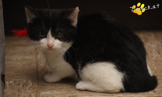 Katze Lola (Foto by Tiereck.at - Lavanttaler Tierhilfe)