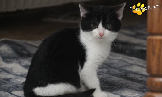 Katze Lola (Foto by Tiereck.at - Lavanttaler Tierhilfe)