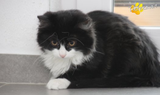 Katze Shadow (Foto by Tiereck.at - Lavanttaler Tierhilfe)