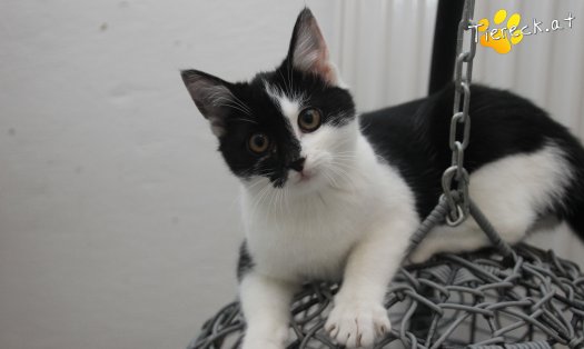Katze Lori (Foto by Tiereck.at - Lavanttaler Tierhilfe)