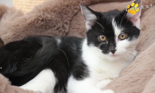 Katze Lori (Foto by Tiereck.at - Lavanttaler Tierhilfe)