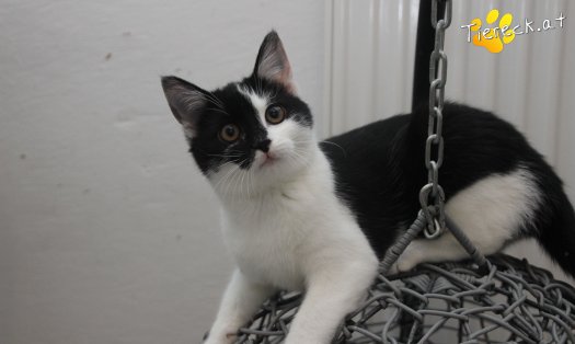 Katze Lori (Foto by Tiereck.at - Lavanttaler Tierhilfe)