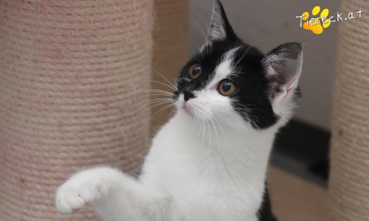 Katze Lori (Foto by Tiereck.at - Lavanttaler Tierhilfe)