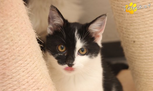 Katze Lori (Foto by Tiereck.at - Lavanttaler Tierhilfe)