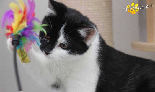 Katze Lori (Foto by Tiereck.at - Lavanttaler Tierhilfe)