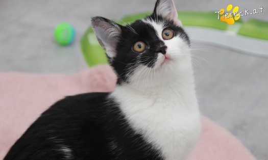 Katze Lori (Foto by Tiereck.at - Lavanttaler Tierhilfe)