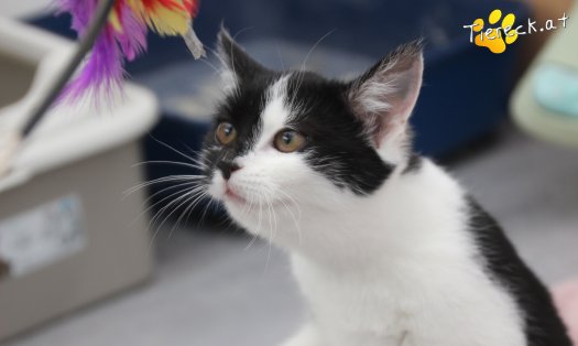 Katze Lori (Foto by Tiereck.at - Lavanttaler Tierhilfe)