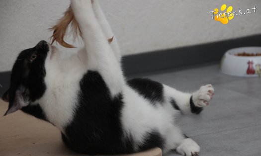 Katze Lori (Foto by Tiereck.at - Lavanttaler Tierhilfe)