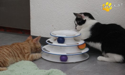Katze Lori (Foto by Tiereck.at - Lavanttaler Tierhilfe)