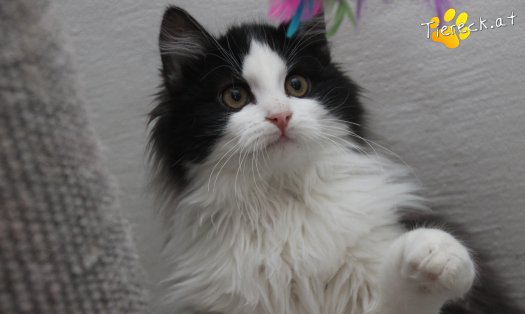 Katze Milou (Foto by Tiereck.at - Lavanttaler Tierhilfe)