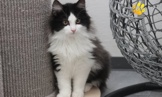 Katze Milou (Foto by Tiereck.at - Lavanttaler Tierhilfe)