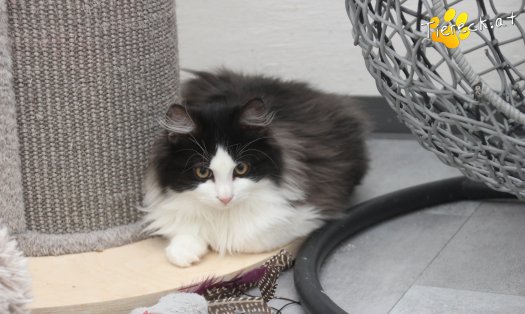 Katze Milou (Foto by Tiereck.at - Lavanttaler Tierhilfe)