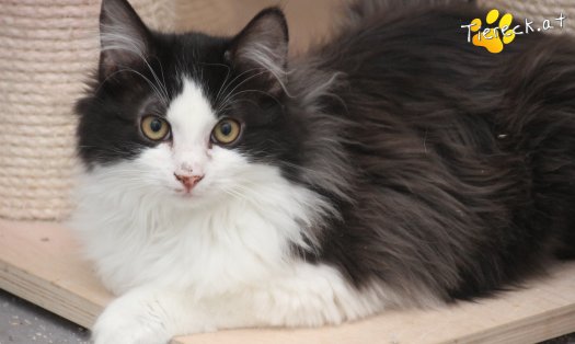 Katze Milou (Foto by Tiereck.at - Lavanttaler Tierhilfe)