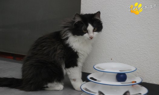 Katze Milou (Foto by Tiereck.at - Lavanttaler Tierhilfe)