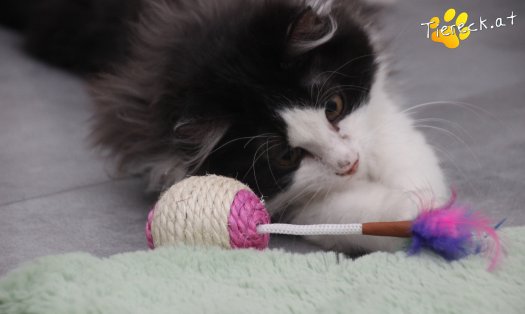 Katze Milou (Foto by Tiereck.at - Lavanttaler Tierhilfe)