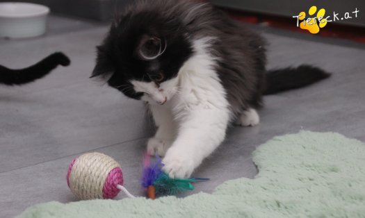 Katze Milou (Foto by Tiereck.at - Lavanttaler Tierhilfe)