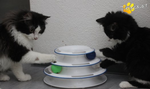 Katze Milou (Foto by Tiereck.at - Lavanttaler Tierhilfe)