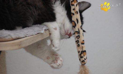 Katze Milou (Foto by Tiereck.at - Lavanttaler Tierhilfe)