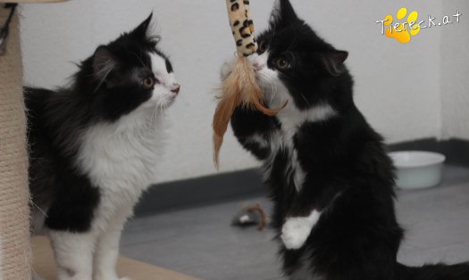 Katze Milou (Foto by Tiereck.at - Lavanttaler Tierhilfe)