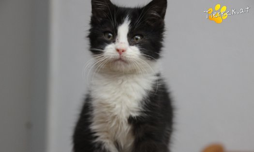 Katze Fanny (Foto by Tiereck.at - Lavanttaler Tierhilfe)
