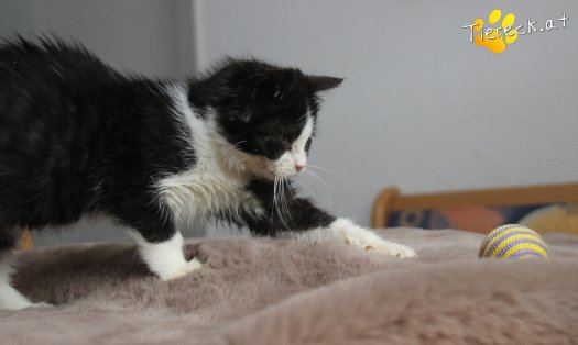 Katze Fanny (Foto by Tiereck.at - Lavanttaler Tierhilfe)