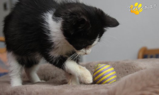 Katze Fanny (Foto by Tiereck.at - Lavanttaler Tierhilfe)