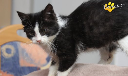 Katze Fanny (Foto by Tiereck.at - Lavanttaler Tierhilfe)