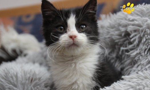Katze Fanny (Foto by Tiereck.at - Lavanttaler Tierhilfe)