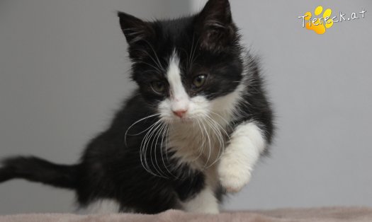 Katze Fanny (Foto by Tiereck.at - Lavanttaler Tierhilfe)