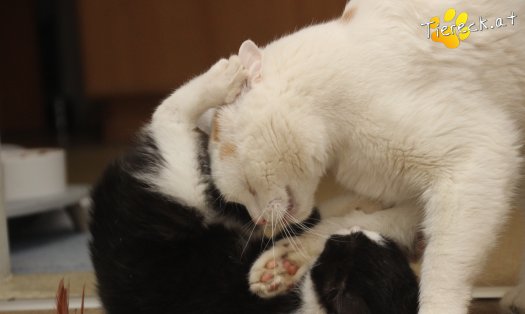 Katze Fanny (Foto by Tiereck.at - Lavanttaler Tierhilfe)