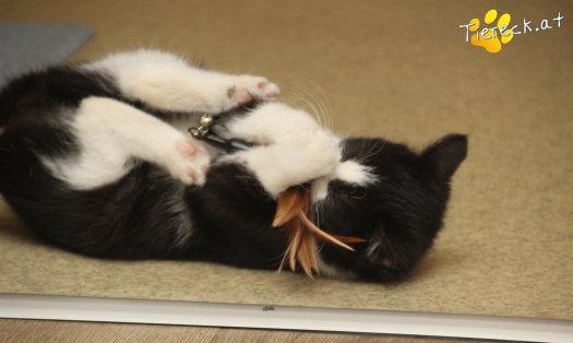 Katze Fanny (Foto by Tiereck.at - Lavanttaler Tierhilfe)