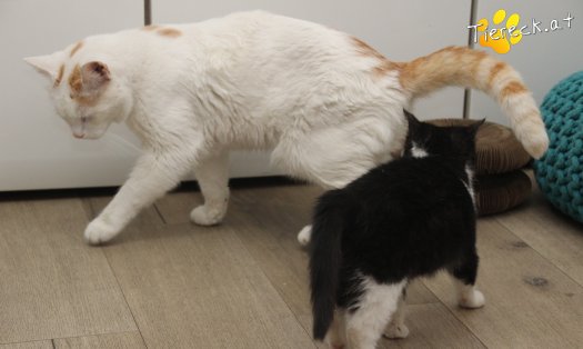 Katze Fanny (Foto by Tiereck.at - Lavanttaler Tierhilfe)