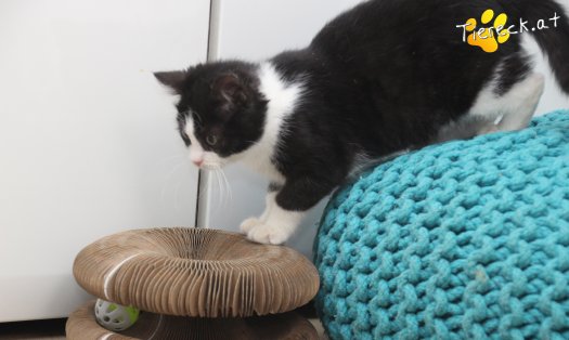 Katze Fanny (Foto by Tiereck.at - Lavanttaler Tierhilfe)
