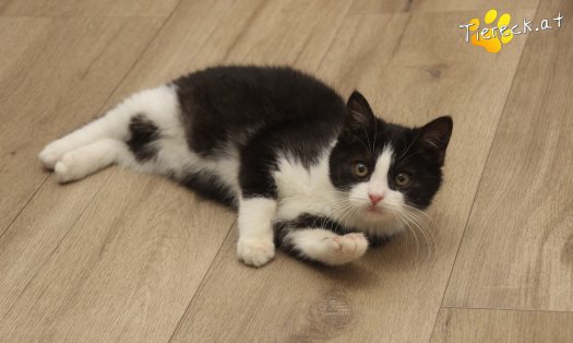 Katze Fanny (Foto by Tiereck.at - Lavanttaler Tierhilfe)