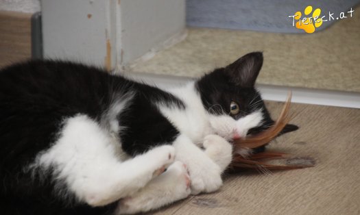 Katze Fanny (Foto by Tiereck.at - Lavanttaler Tierhilfe)