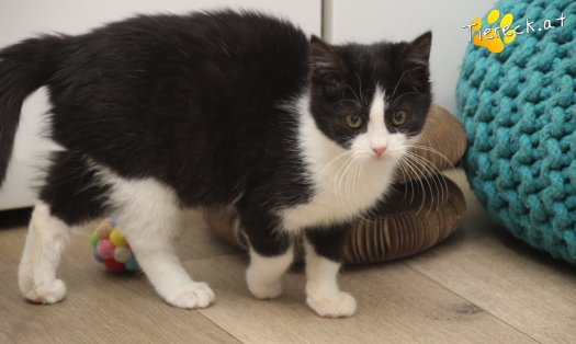 Katze Fanny (Foto by Tiereck.at - Lavanttaler Tierhilfe)