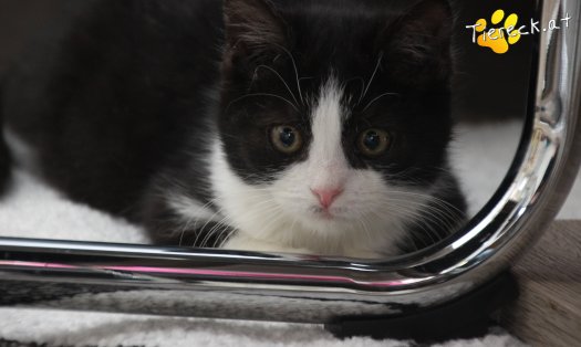 Katze Fanny (Foto by Tiereck.at - Lavanttaler Tierhilfe)