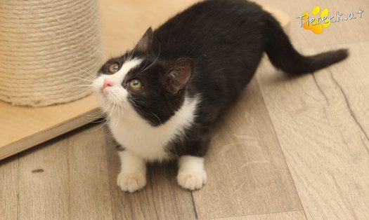 Katze Fanny (Foto by Tiereck.at - Lavanttaler Tierhilfe)