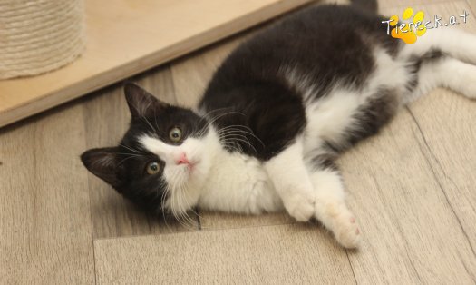 Katze Fanny (Foto by Tiereck.at - Lavanttaler Tierhilfe)