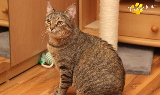Katze Mia (Foto by Tiereck.at - Lavanttaler Tierhilfe)