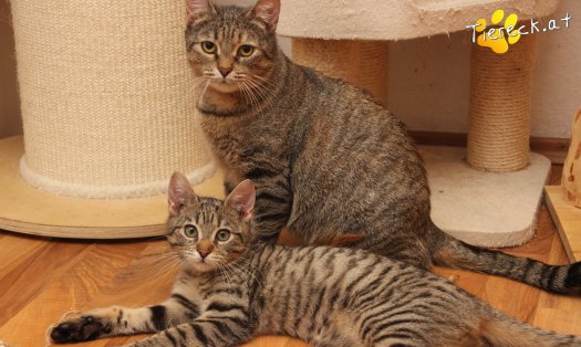 Katze Mia (Foto by Tiereck.at - Lavanttaler Tierhilfe)
