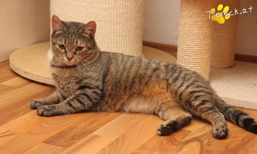 Katze Mia (Foto by Tiereck.at - Lavanttaler Tierhilfe)