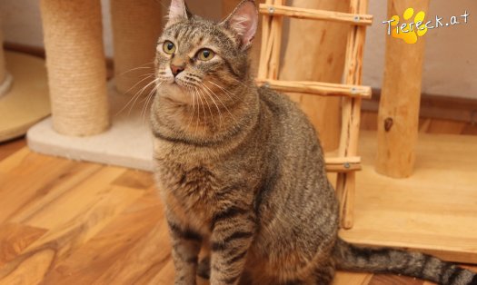 Katze Mia (Foto by Tiereck.at - Lavanttaler Tierhilfe)