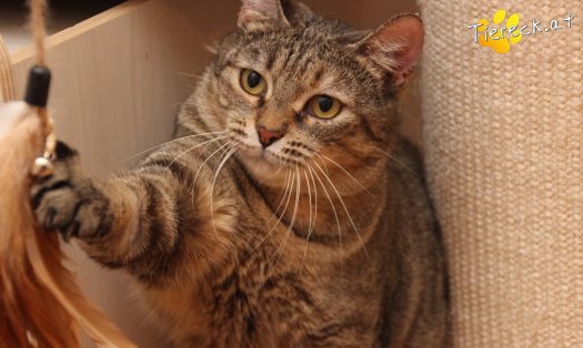 Katze Mia (Foto by Tiereck.at - Lavanttaler Tierhilfe)