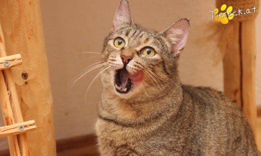 Katze Mia (Foto by Tiereck.at - Lavanttaler Tierhilfe)