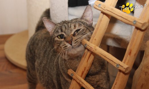 Katze Mia (Foto by Tiereck.at - Lavanttaler Tierhilfe)