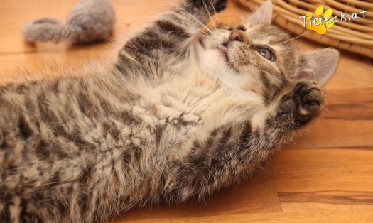 Katze Gretchen (Foto by Tiereck.at - Lavanttaler Tierhilfe)