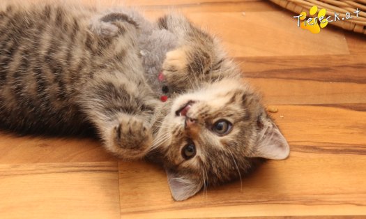 Katze Gretchen (Foto by Tiereck.at - Lavanttaler Tierhilfe)