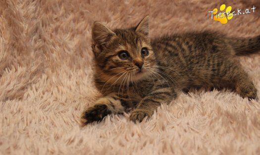Katze Gretchen (Foto by Tiereck.at - Lavanttaler Tierhilfe)